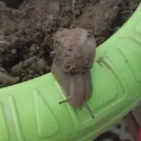 حلزون|خزنده|سنندج, |دیوار