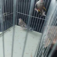 سهره و سهره قناری نقره ای معامله با قناری