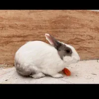 خرگوش س ی ن