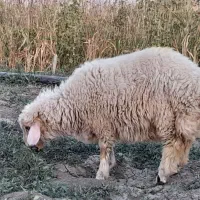 فروش یک رآس بره نر  شیری پروار.. بازدید دره شهر|حیوانات مزرعه|دره شهر, |دیوار
