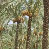 قطع نخل و انواع درختان به صورت توافقی