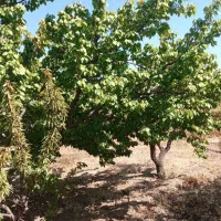 فروش زمین کشاورزی