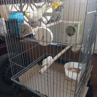 یک جفت عروس هلندی با لوازم|پرنده|پاکدشت, شهرک امام رضا|دیوار