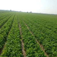 چاله وترب|خدمات باغبانی و درختکاری|اندیمشک, |دیوار