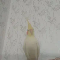 عروس هلندی به همراه قفس