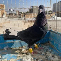 کبوتر قارا نر پرنده|پرنده|الوند, |دیوار