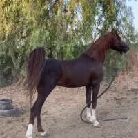 اسب و مادیون|اسب و تجهیزات اسب‌سواری|کاشان, استرک|دیوار