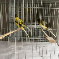 قناری رسمی بلند جوجه جره