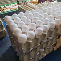 نیروی جمع آوری تخم مرغ در مرغداری