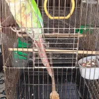 گرینچیک سخنگو|پرنده|ری, حمزه‌آباد|دیوار