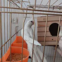 عروس  هلندی|پرنده|سردشت, |دیوار