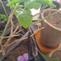 گل های زیبا|گل و گیاه طبیعی|اسفراین, |دیوار