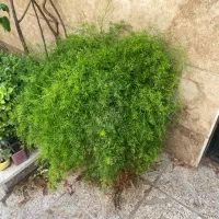 گل و گیاه|گل و گیاه طبیعی|تهران, فلاح|دیوار