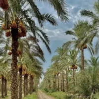 فروش نخل تنه بلند از یک متری تا 10متری|خدمات باغبانی و درختکاری|کاشان, فاز ۱ ناجی آباد|دیوار