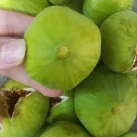 انجیر تازه رسید. تحویل فوری|خوردنی و آشامیدنی|قم, باجک دو|دیوار