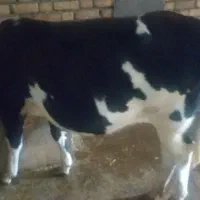 گاو تلیسه ۴ماه آبستن|حیوانات مزرعه|دینور, |دیوار