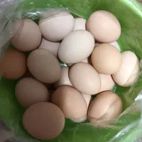 تخم مرغ خوراکی خونگی محلی اصل تازه تمیز