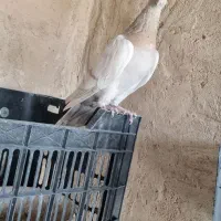 کبوتر|پرنده|لنجان, |دیوار