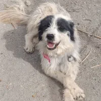 واگذاری سگ قدرجونی نر