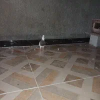 جفت طوقی جوجه|پرنده|رامشیر, |دیوار