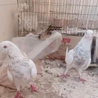 کبوتر همرنگ