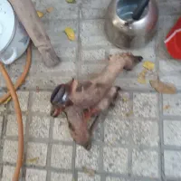 هدرز و منبع فابریک پژو