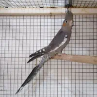 طوطی عروس بالغ وجفت