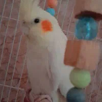 عروس هلندی