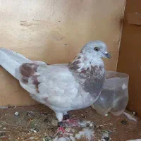کفترماده|پرنده|قم, آزادگان|دیوار
