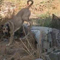 ماده سرابی دکور|سگ|سراب, |دیوار