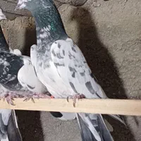 کبوتر پرشی زرد هما کفتر سرور|پرنده|تهران, خاوران|دیوار