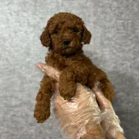 پاگ، یورکشایر، شیواوا پودل و پامر|سگ|تهران, درکه|دیوار