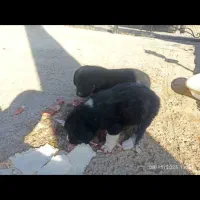 واگذاری سگ بومی|سگ|سقز, |دیوار