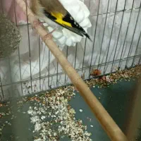 سهره ماده ۳ ساله|پرنده|رباط‌کریم, نصیرشهر|دیوار