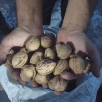 گردودرجه یک