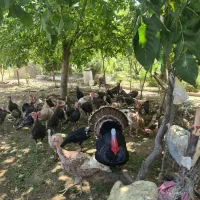 بوغلمون محلی