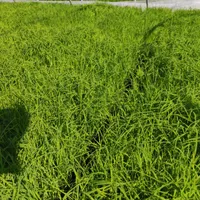 بانک نشا شالی سبز ، باکس نشا ، توم هاشمی اصلاح شده|گل و گیاه طبیعی|لشت نشا, |دیوار