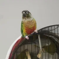 طوطی راهب و گرینچیک