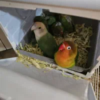 کوتوله برزیلی همراه با دوتا جوجه اضافه مطلقات|پرنده|کرج, کوی کارمندان جنوبی|دیوار