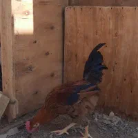 فروش خروس محلی و گلین|حیوانات مزرعه|شاهین‌شهر, مورچه خورت|دیوار