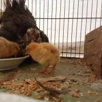 مرغ خروس مینیاتوری کرچ با جوجه|حیوانات مزرعه|قم, شهرک توانیر|دیوار