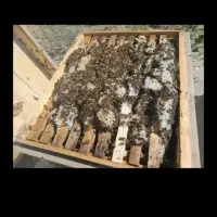 فروش زنبور عسل