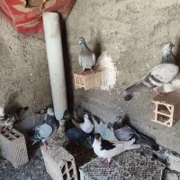 کفترفروشی