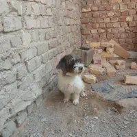 سگ پشمالو شیتزو پامرانین معاوضه|سگ|زابل, |دیوار