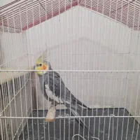 عروس هلندی خاکستری نر