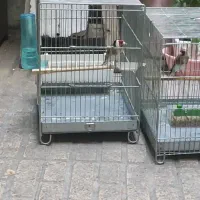 سهره شیرینکار