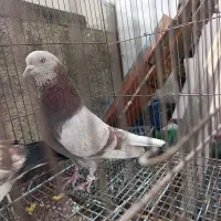 کبوتر فروش   تک. ویکجا