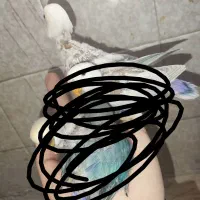 کوتوله برزیلی|پرنده|مرودشت, مجد آباد|دیوار