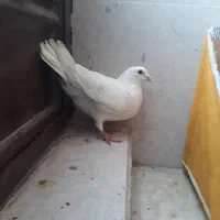 گفتر مسافتی