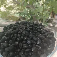 تخمه کله قوچی